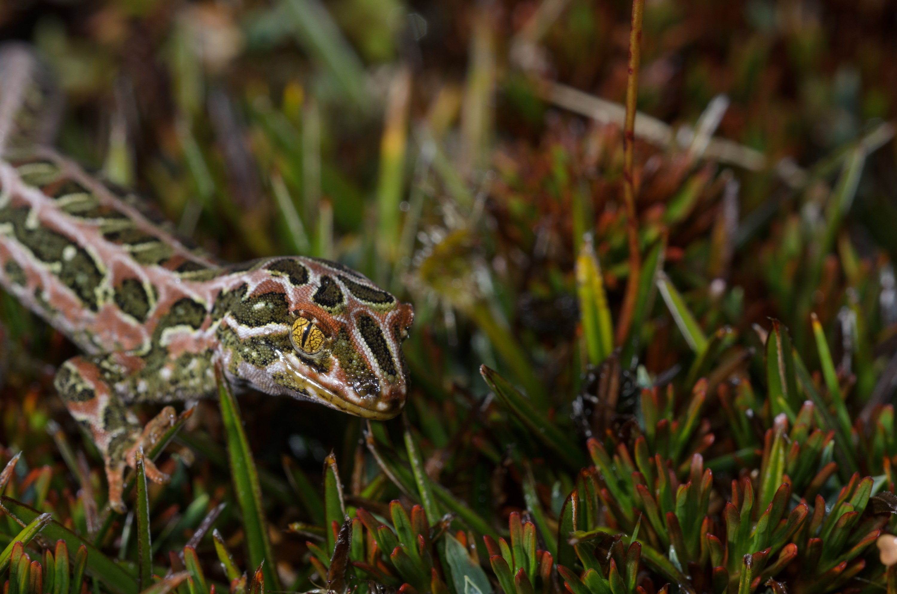 DSC_2911 – Adventure, Crispin, Hoplodactylus, Island, March 2017, National Park, New, New Zealand, Rakiura, South, Stewart, Tukutuku rakiurae, Zealand, amazing, gecko, harlequin gecko, rare, stunning